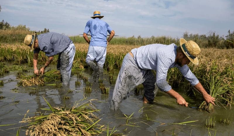 L’importància de l’arròs en la nostra alimentació i a la cuina de La Subhasta