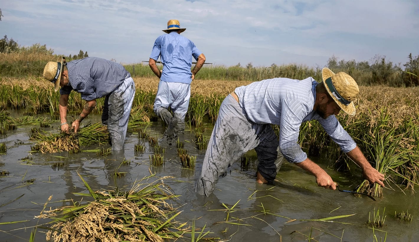 L’importance du riz dans notre alimentation et dans la cuisine de La Subhasta