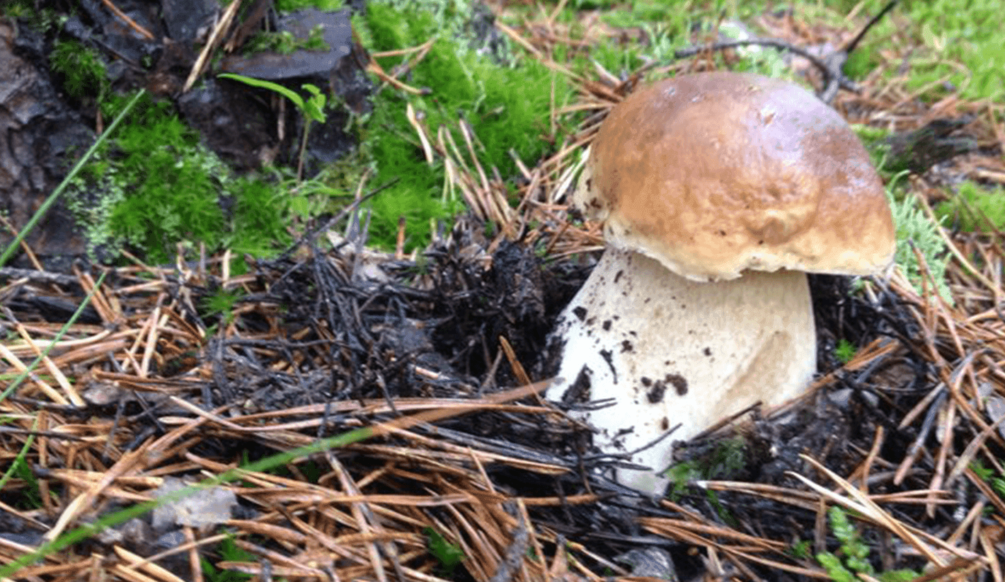 De la muntanya al mar: plats que uneixen bolets i peix